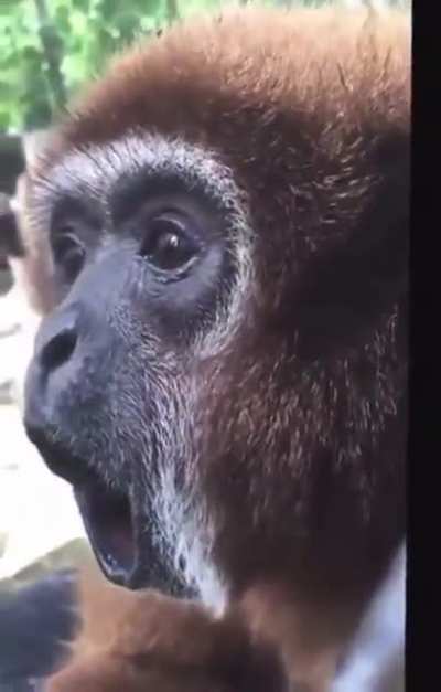 mOnKeY sPiNs iNtO aNoTheR uNiVeRsE