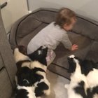 They hunt in packs