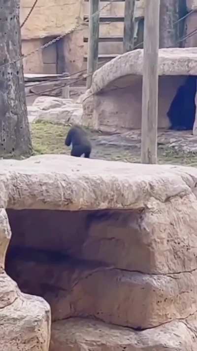 Monke was having so much fun :(