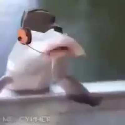 Losercity Fish