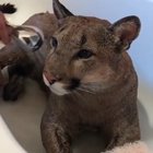 The Big Kitty bathing