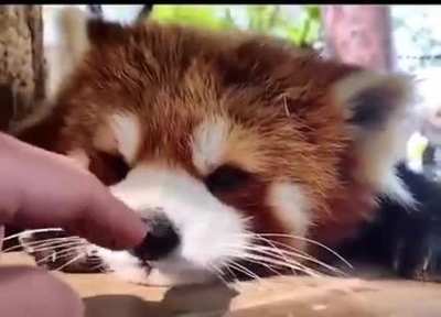 boop !
