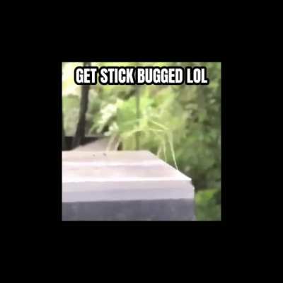 bugrolled