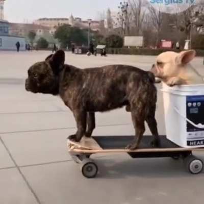 This adorable dog riding with a partner