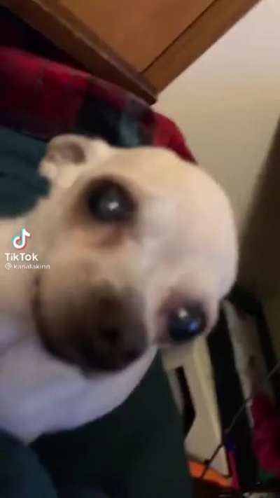 D O G