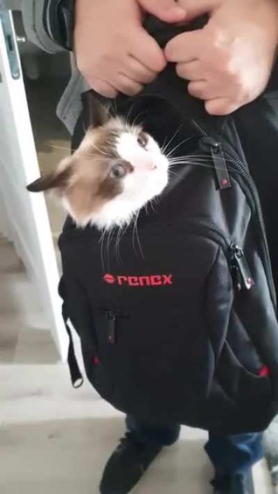 Travel Pocket Kitty
