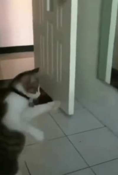 Cat gets startled by own reflection and starts shadow boxing
