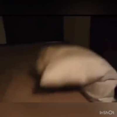 Boa noite