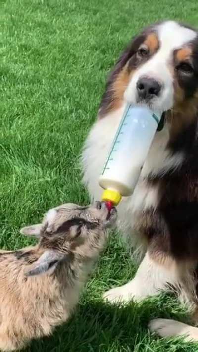 Don't Worry Little Goat I Got Your Back