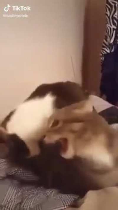 Cat bites another cat.