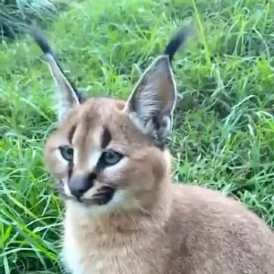 O movimento perfeito das orelhas de um lince.