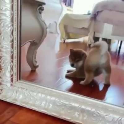 gay🐶irl
