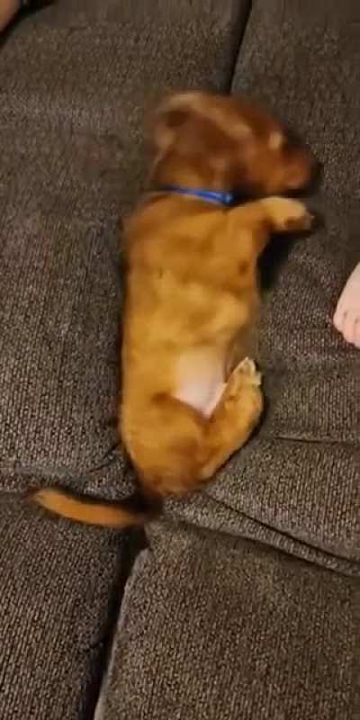 small pup tries to get up