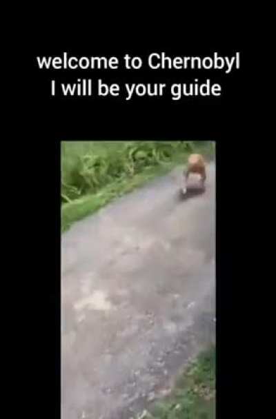 Gollumdog at your service