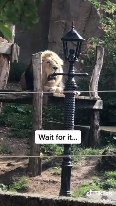 Roaring contest