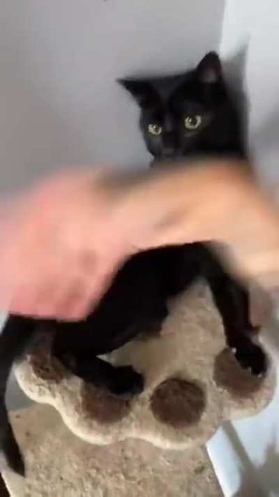 🐈 ✋