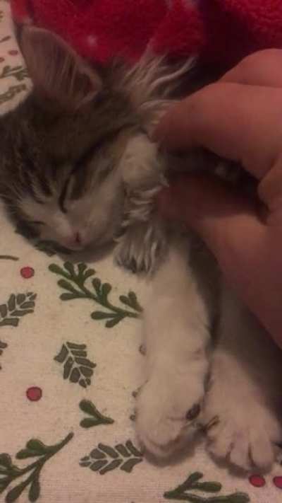 Freshly spoiled farm kitty
