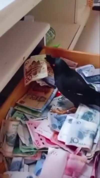 invertir en un pájaro
