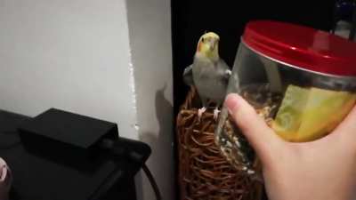 Singy songy