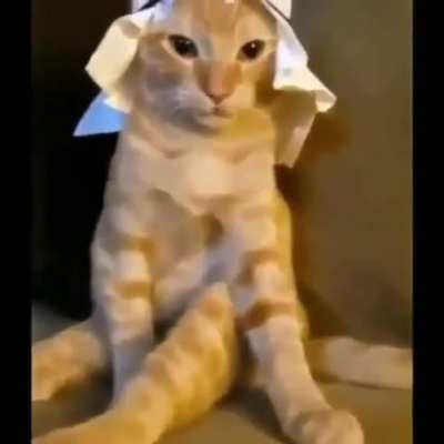Gato árabe