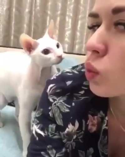 What a lovely kitten