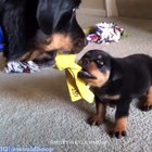 Hooman said you have to share!