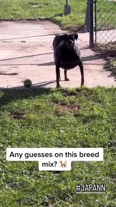 What in the inter<wbr>-mixe<wbr>d-chi<wbr>huahu<wbr>a-pug<wbr>-pit bull-mini pin is this!???!?