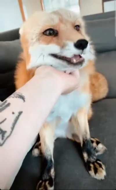 Just 76 seconds of pire delight,credit to juniperfoxx on Instagram