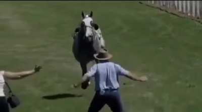 When you actually think you can stop a horse running full speed