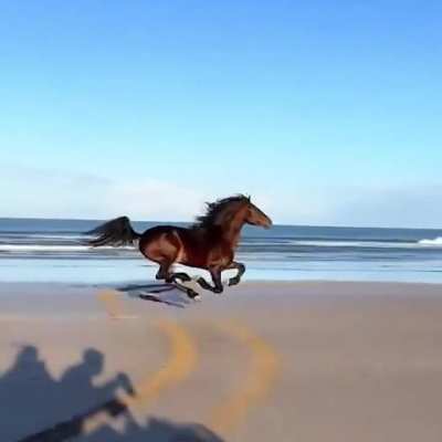 Horse full sending it on a beach