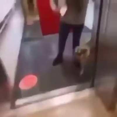 What did doggo do?