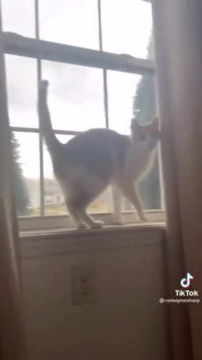 That cat is too dangerous to be alive