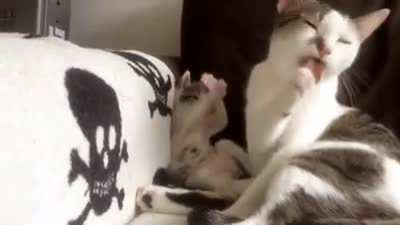 kitten