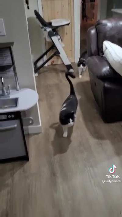 Startled by giant cat mask