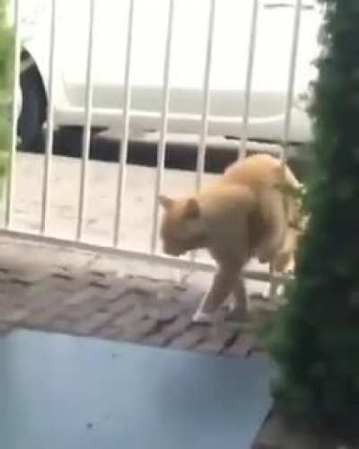 Gatos são outro nivel