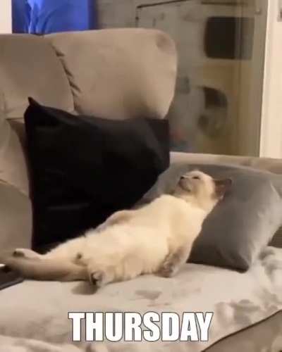My week in cats