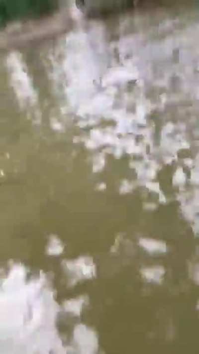 Another “guy fights kangaroo to help free his dog” video…