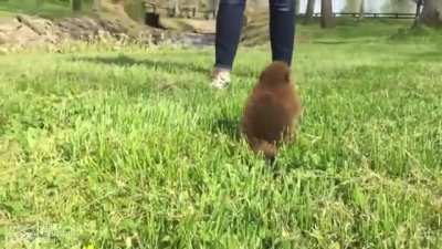Beatrice is a rescued baby beaver and the ambassador for Kentucky Wildlife Center