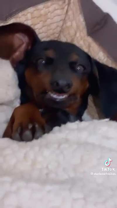 I bet y’all don’t have a dog that looks like it has dentures 😂😂😂