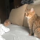 RAWWRR