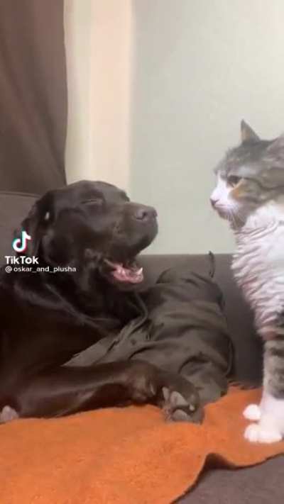 “That hurts! ...I didn’t say stop.”