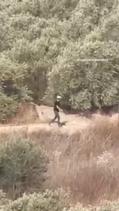 Days before the harvest, settlers strip olives off Palestinian trees. Awarta, 10.04.26. Generations of stewardship, stolen in minutes. 