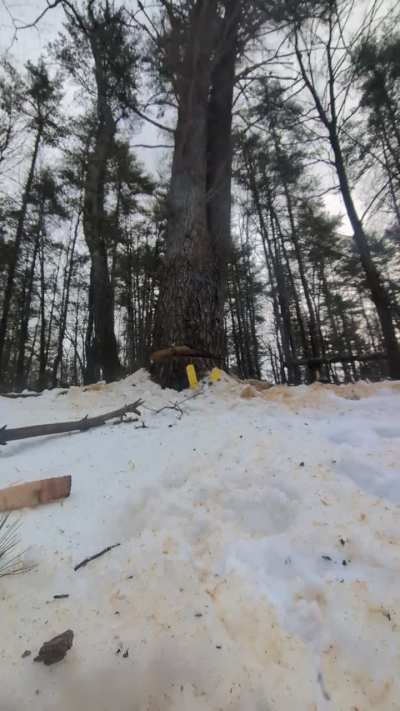 Don't hang out by the stump.