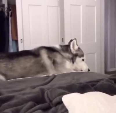 Every husky ever