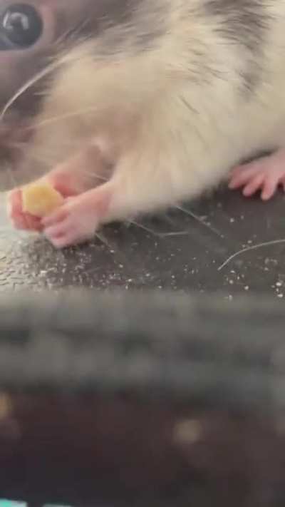Little rattie enjoys treat :)