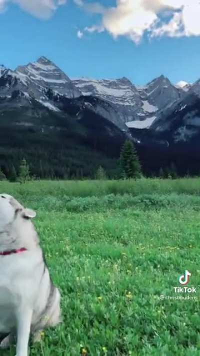 “Those are some wack ass wolves!” The mouse probably.