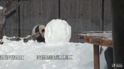 Panda vs. Snowman