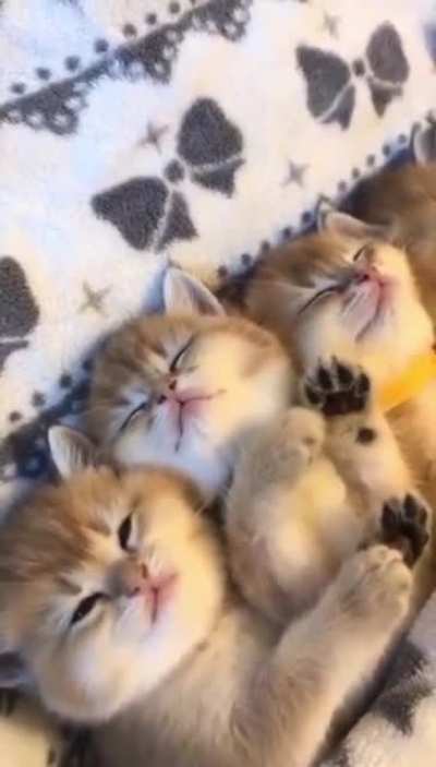 You can never have too many kittens