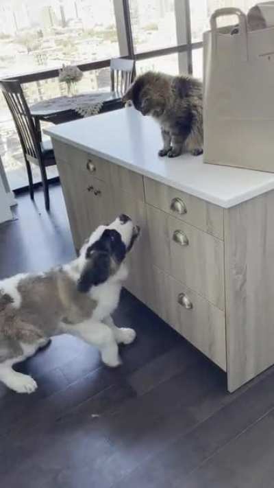 Rufus so badly wants to play; Dexter isn’t having it