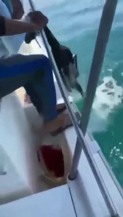that's one werid looking fish